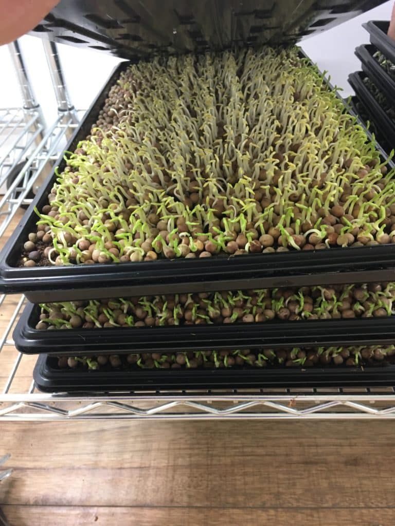 Microgreens Lighting: Everything You Need to Know for Perfect Indoor Growing 1 Microgreens Lighting