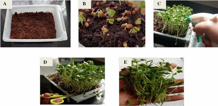 The Complete Guide to Growing Hydroponic Microgreens at Home 6 Hydroponic Microgreens