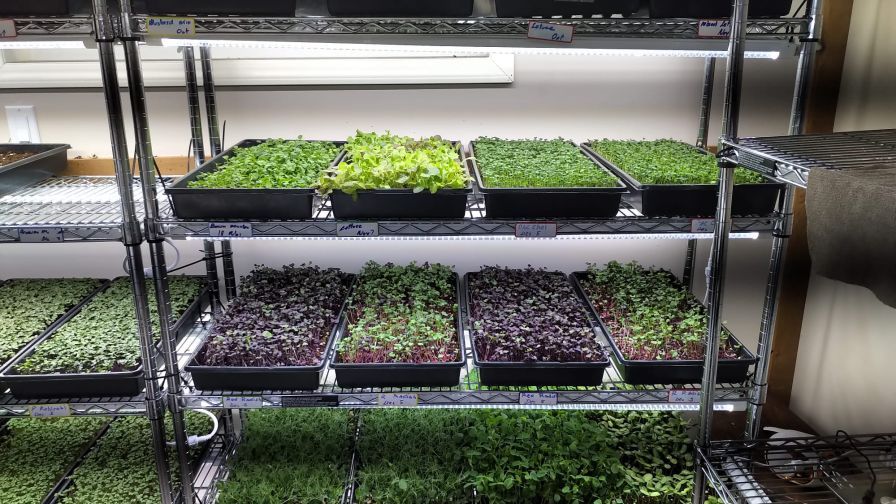 Microgreens Lighting: Everything You Need to Know for Perfect Indoor Growing 4 Microgreens Lighting