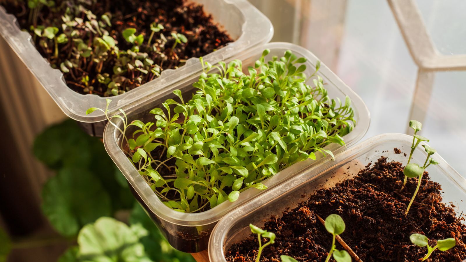 Microgreens Seed: From Germination to Harvest in Your Urban Garden 5 An overhead shot of several trays of sprouts that shows how to grow microgreens year round 1