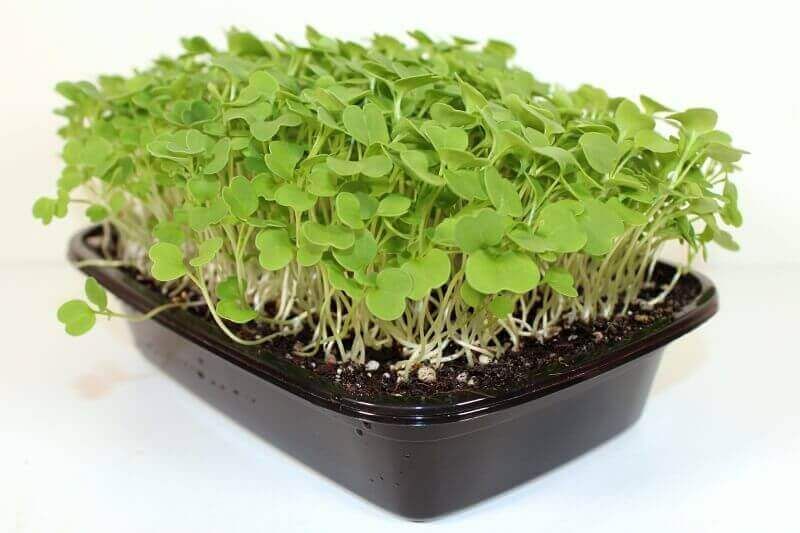 Complete Guide to Growing Arugula Microgreens at Home 3 Growing Arugula Microgreens at Home