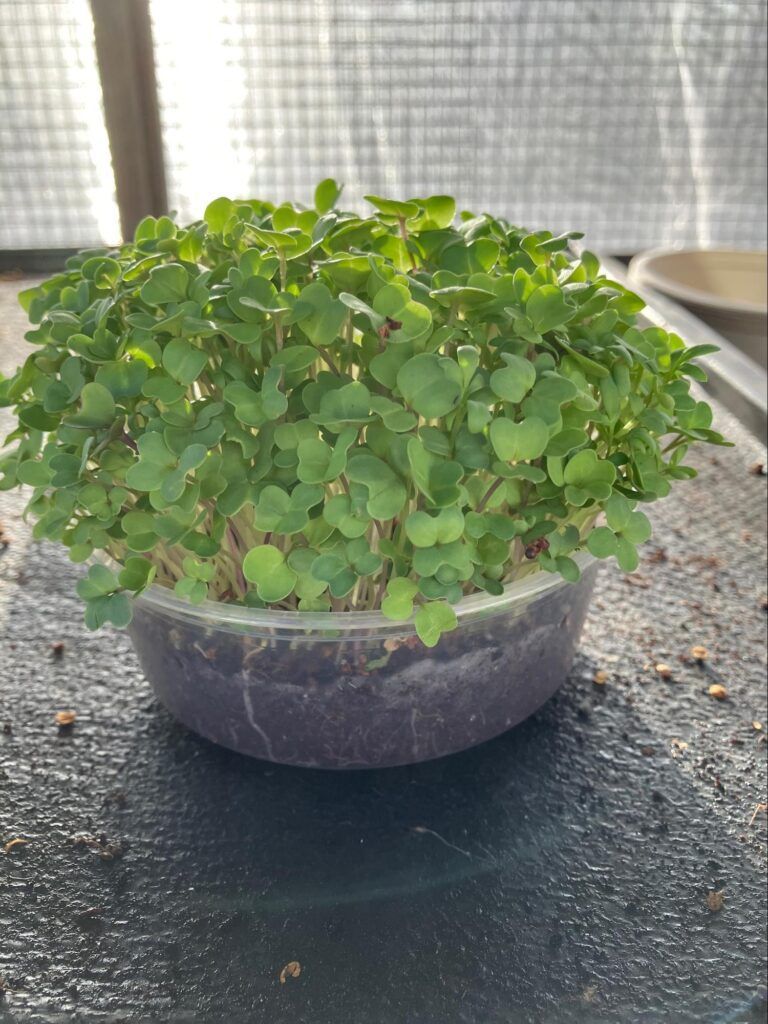Complete Guide to Growing Arugula Microgreens at Home 1 Growing Arugula Microgreens at Home