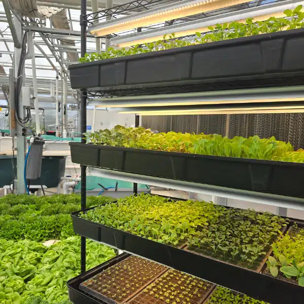 The Complete Guide to Growing Hydroponic Microgreens at Home 8 Hydroponic Microgreens
