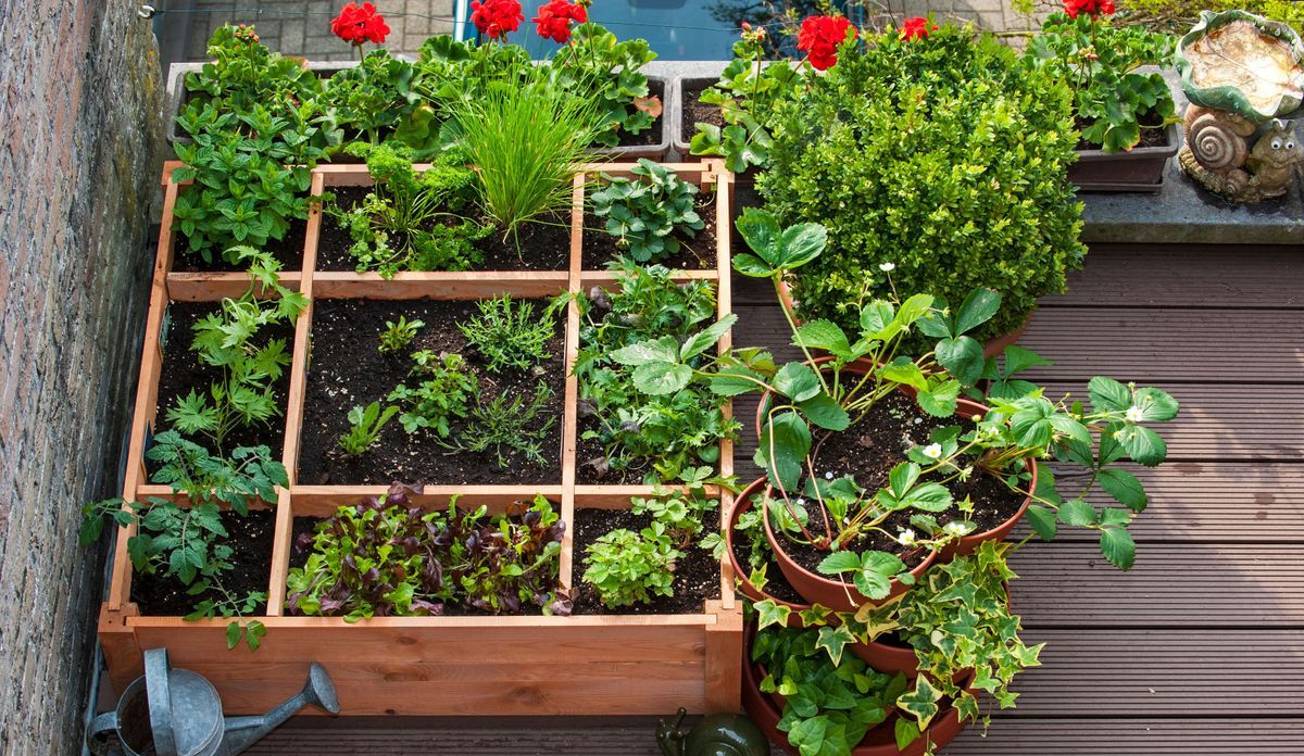 Best Plants for Urban Gardening: Your Complete City Growing Guide 6 Best Plants for Urban Gardening