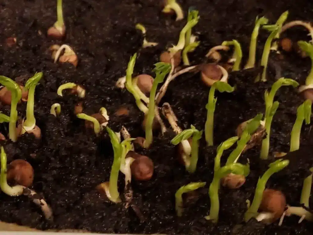 The Complete Guide to Growing Hydroponic Microgreens at Home 3 Hydroponic Microgreens