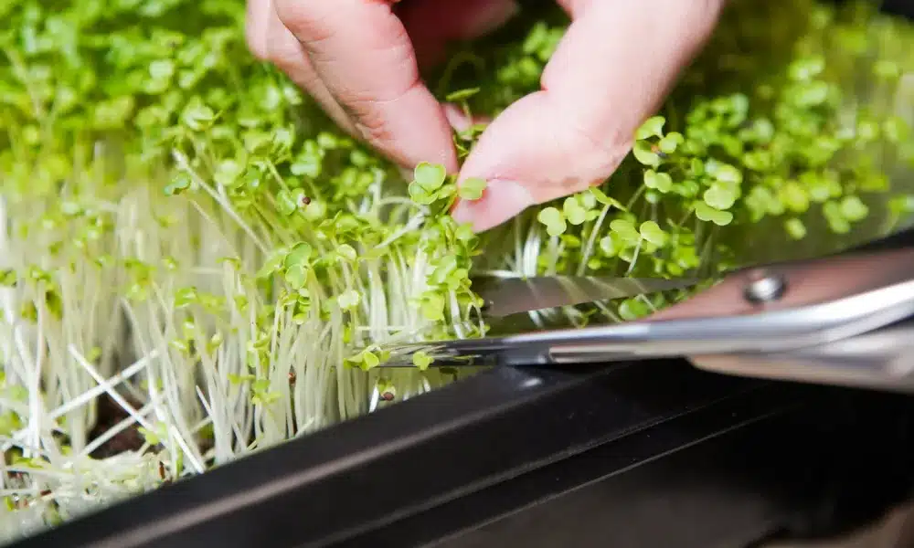 The Complete Guide to Growing Hydroponic Microgreens at Home 4 Hydroponic Microgreens
