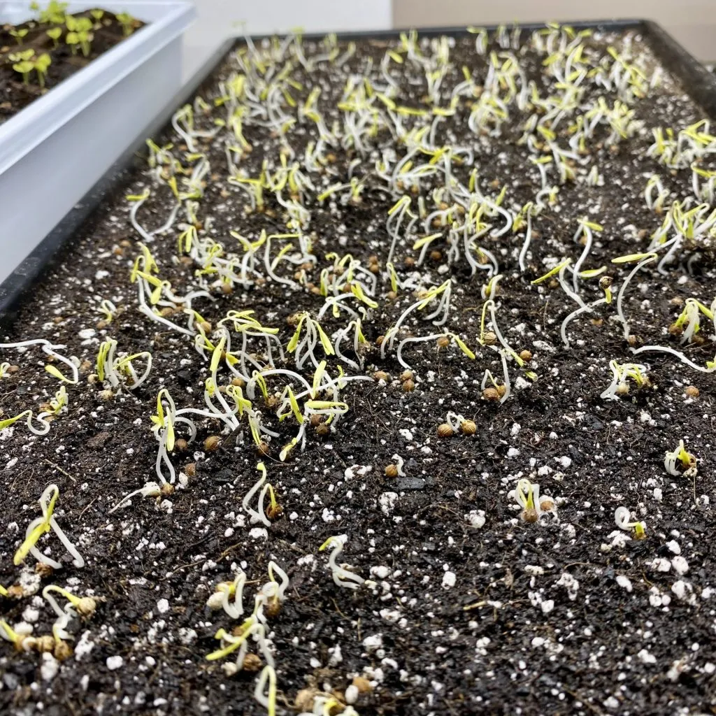 Microgreens Seed: From Germination to Harvest in Your Urban Garden 3 Early Germination