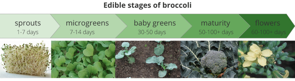 Yellow Microgreens: Your Complete Growing Guide to Sunshine in a Tray 8 Yellow Microgreens