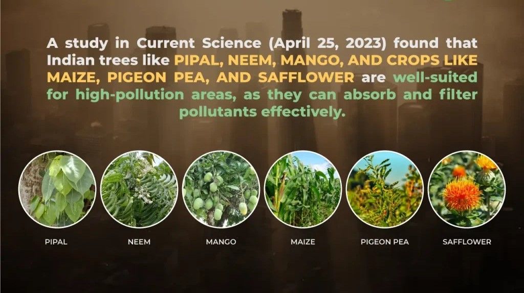 Best Plants for Combating Urban Pollution 3 Best Plants for Combating Urban Pollution