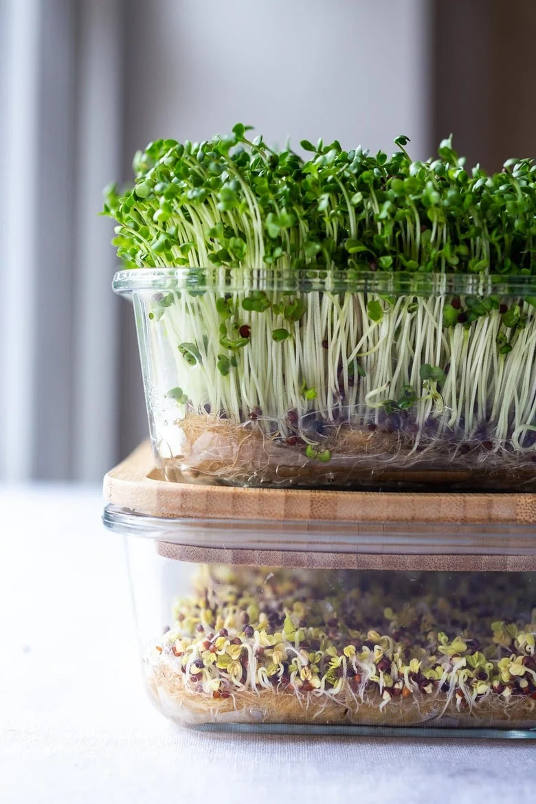 Yellow Microgreens: Your Complete Growing Guide to Sunshine in a Tray 6 Yellow Microgreens