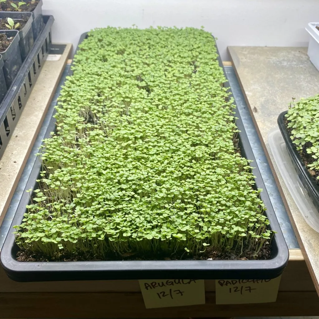 Microgreens Seed: From Germination to Harvest in Your Urban Garden 6 IMG 3077 1024x1024 1