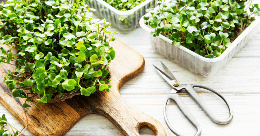 Microgreens Seed: From Germination to Harvest in Your Urban Garden 15 gardening on balconies in apartments