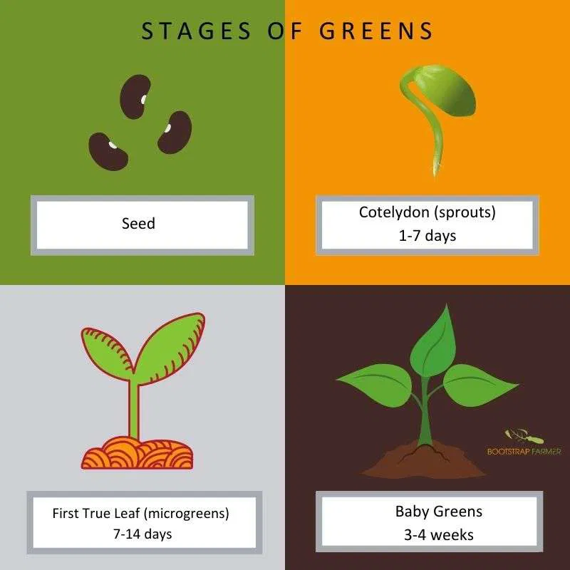 Microgreens Seed: From Germination to Harvest in Your Urban Garden 1 MicrogreensGraphicSeedtoStem