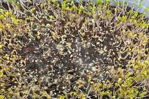 Microgreens Mold
