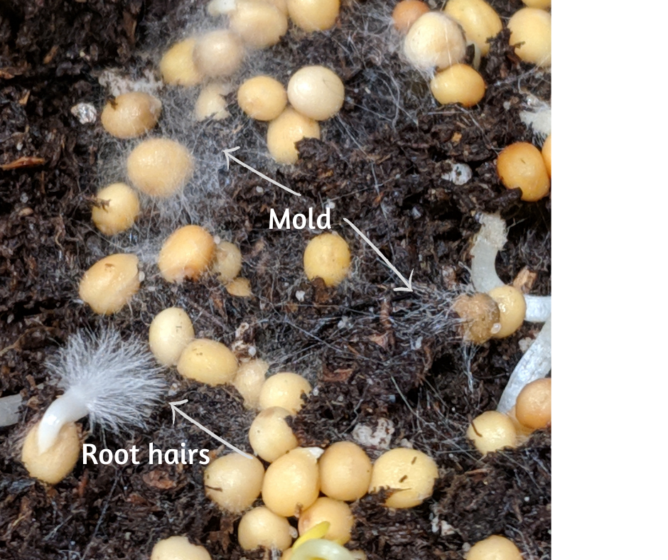 Microgreens Mold