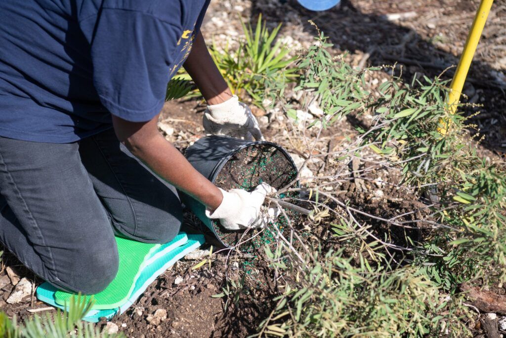 Best Plants for Combating Urban Pollution 1 Best Plants for Combating Urban Pollution