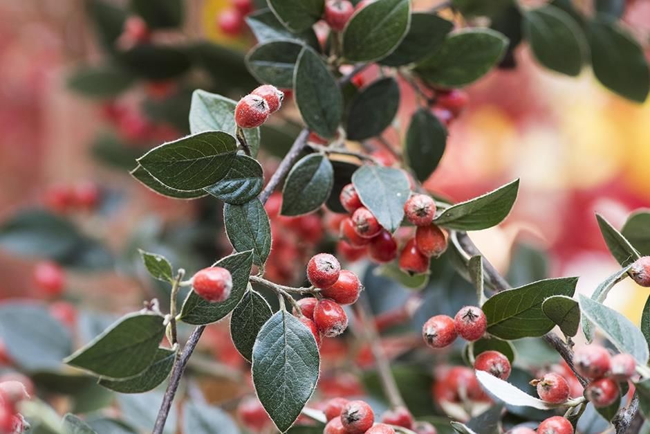 Best Plants for Combating Urban Pollution 2 Best Plants for Combating Urban Pollution