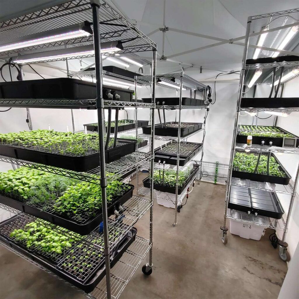 The Complete Guide to Growing Hydroponic Microgreens at Home 1 Hydroponic Microgreens