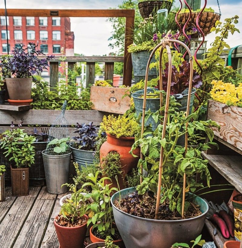 Best Plants for Urban Gardening: Your Complete City Growing Guide 10 Best Plants for Urban Gardening