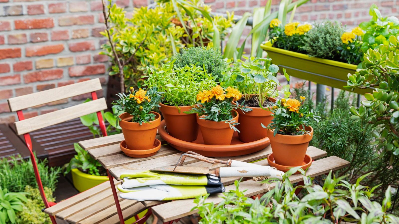 Best Plants for Urban Gardening: Your Complete City Growing Guide 8 Best Plants for Urban Gardening