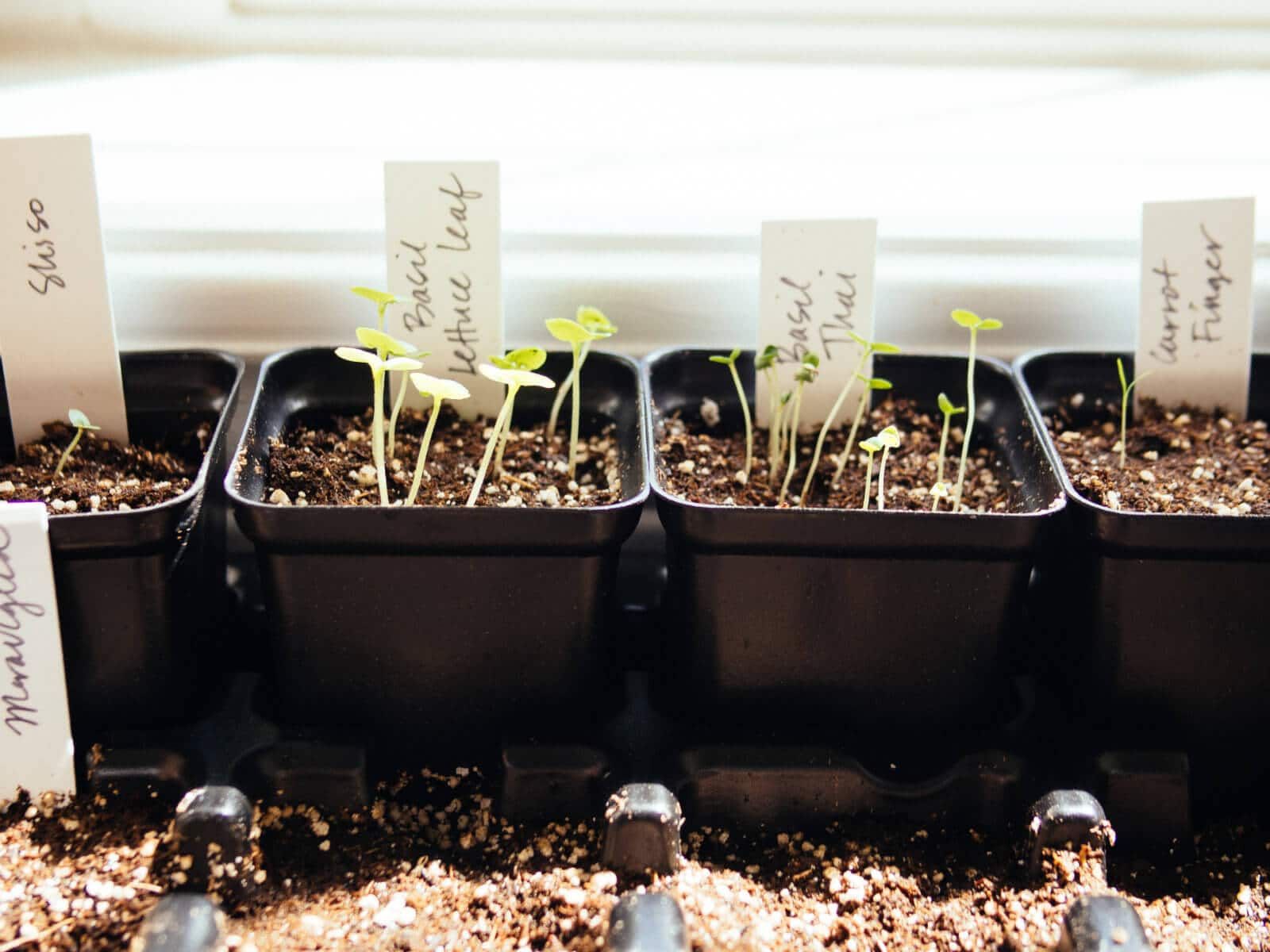 How to Grow Vegetables in Pots: Your Complete Urban Gardening Guide 11 How to Grow Vegetables in Pots