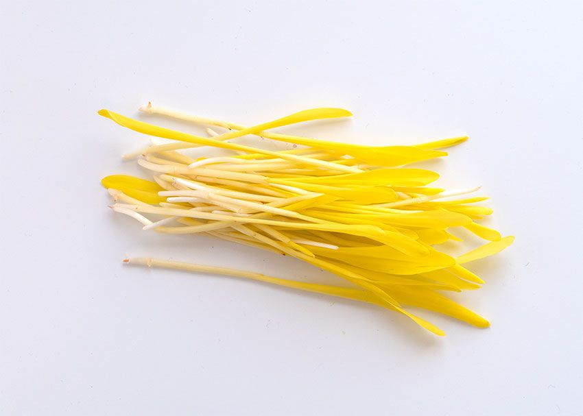 Yellow Microgreens: Your Complete Growing Guide to Sunshine in a Tray 4 Yellow Microgreens