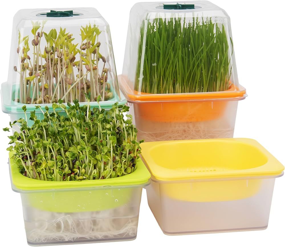 Yellow Microgreens: Your Complete Growing Guide to Sunshine in a Tray 7 Yellow Microgreens