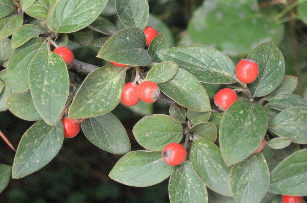 Best Plants for Combating Urban Pollution 4 Best Plants for Combating Urban Pollution