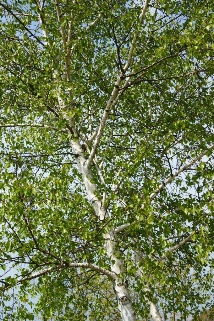 Best Plants for Combating Urban Pollution 7 Best Plants for Combating Urban Pollution