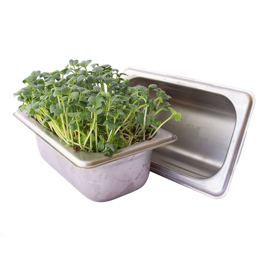 The Complete Guide to Growing Hydroponic Microgreens at Home 5 Hydroponic Microgreens