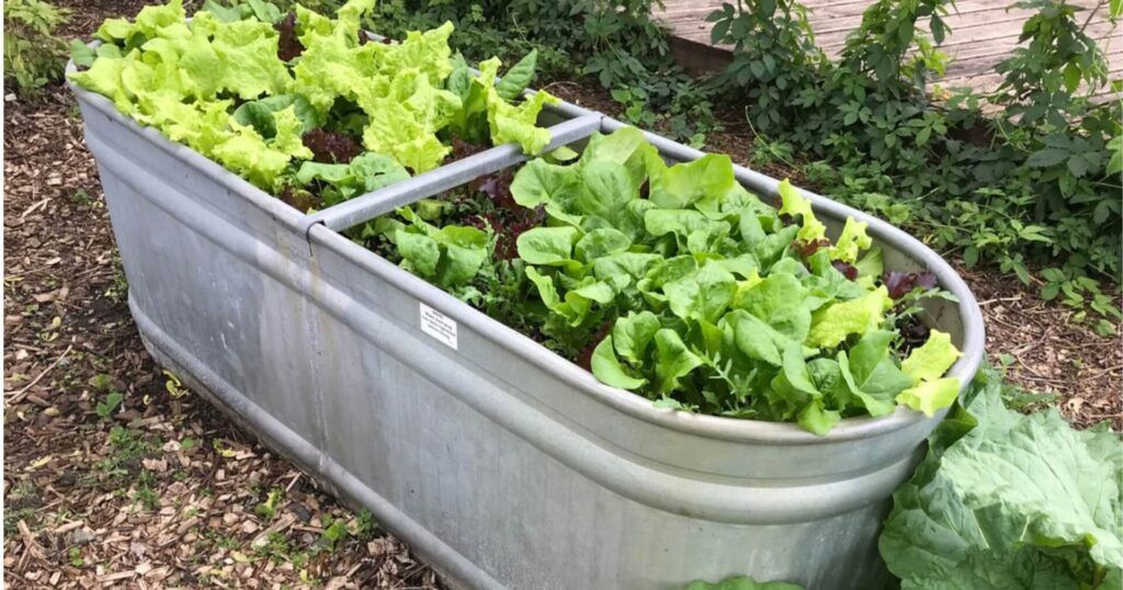 How to Grow Vegetables in Pots: Your Complete Urban Gardening Guide 1 How to Grow Vegetables in Pots