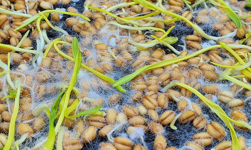 Microgreens Mold