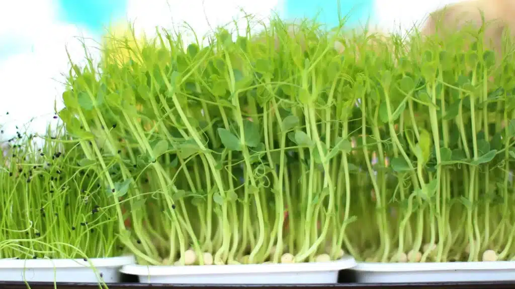 Microgreens Lighting: Everything You Need to Know for Perfect Indoor Growing 6 Microgreens Lighting