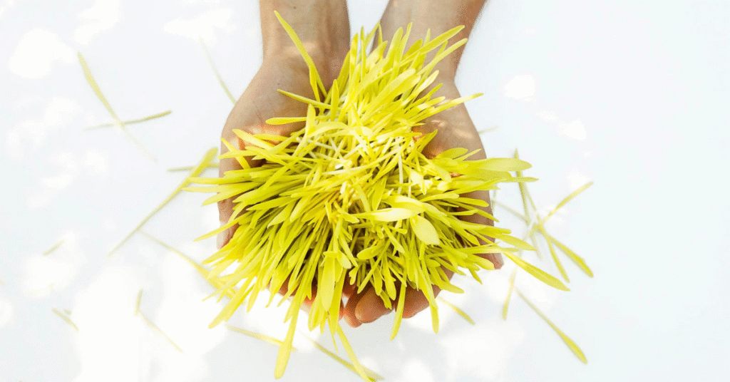 Yellow Microgreens