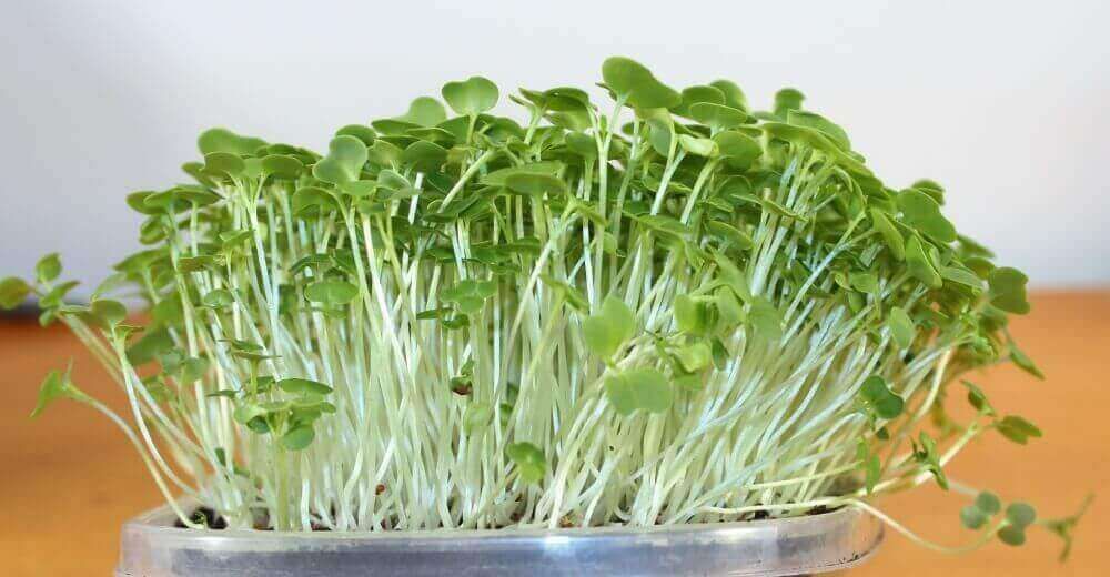 Urban Soil Contamination: Your Complete Guide to Safe Microgreens Growing in Cities 5 Urban Soil Contamination