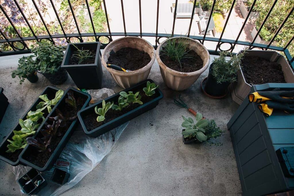 Best Plants for Urban Gardening: Your Complete City Growing Guide 11 Best Plants for Urban Gardening