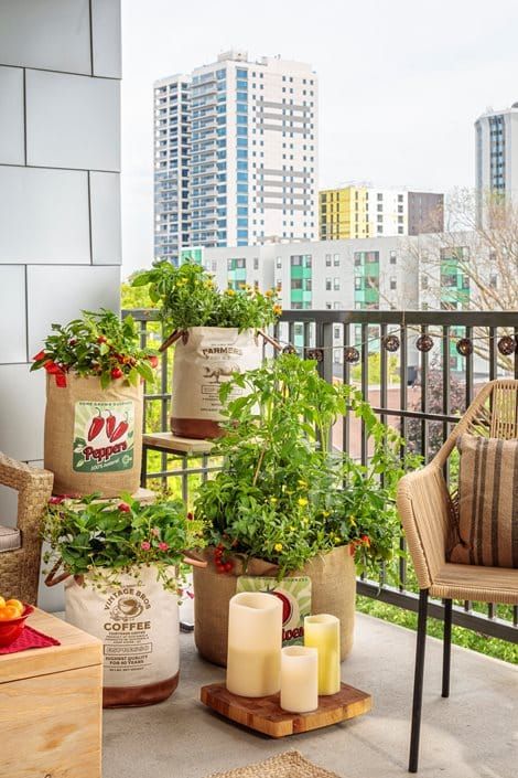Best Plants for Urban Gardening: Your Complete City Growing Guide 5 Best Plants for Urban Gardening