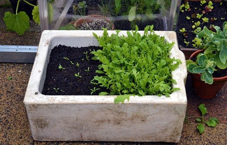 How to Grow Vegetables in Pots: Your Complete Urban Gardening Guide 10 How to Grow Vegetables in Pots