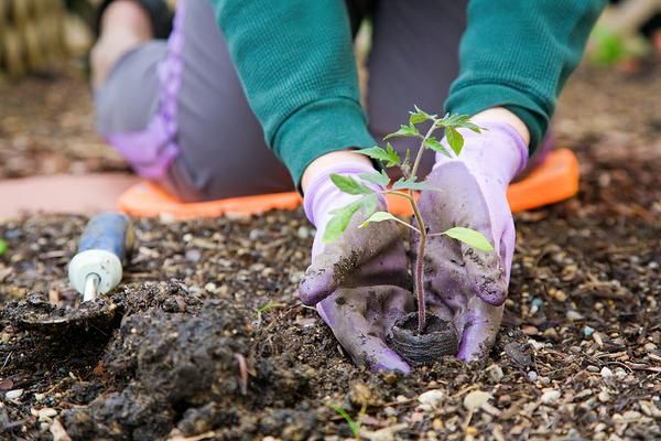 Best Plants for Combating Urban Pollution 9 Best Plants for Combating Urban Pollution