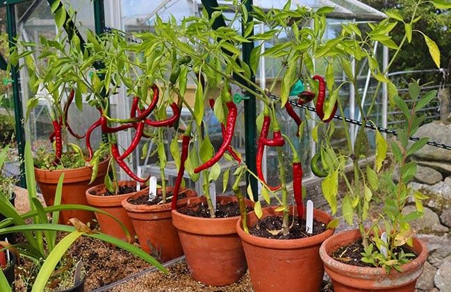 How to Grow Vegetables in Pots: Your Complete Urban Gardening Guide 4 How to Grow Vegetables in Pots