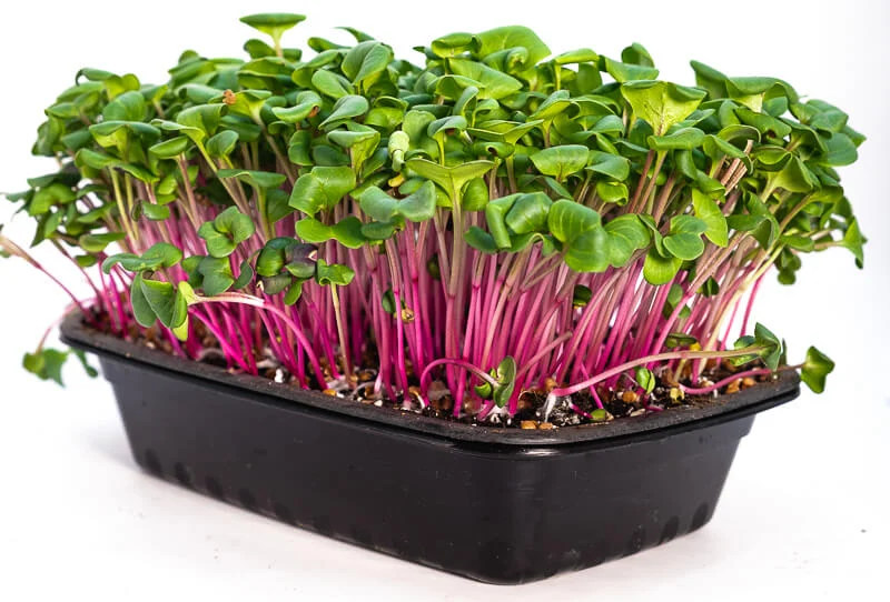 Microgreens Seed: From Germination to Harvest in Your Urban Garden 4 china rose radish microgreens tray