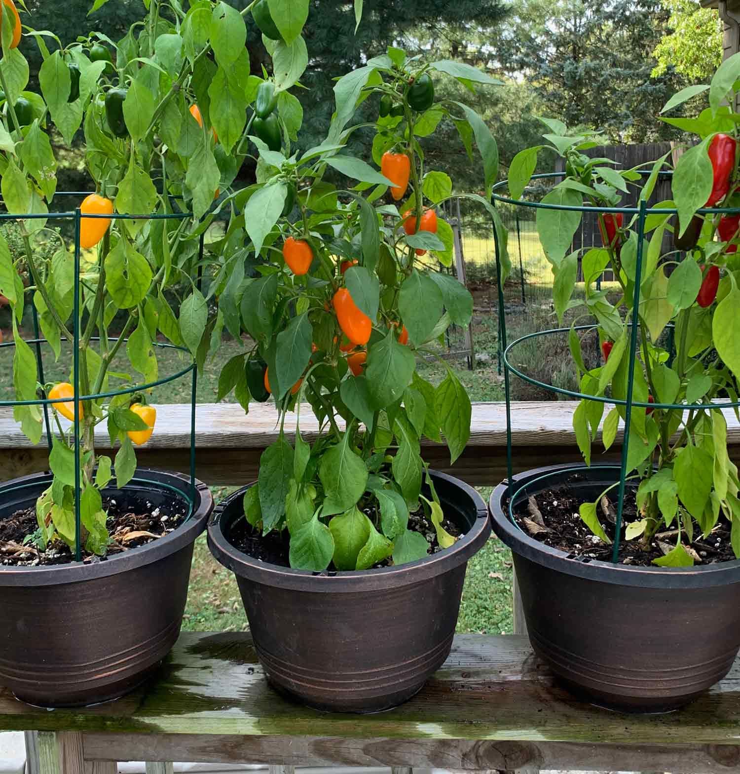 How to Grow Vegetables in Pots: Your Complete Urban Gardening Guide 7 How to Grow Vegetables in Pots
