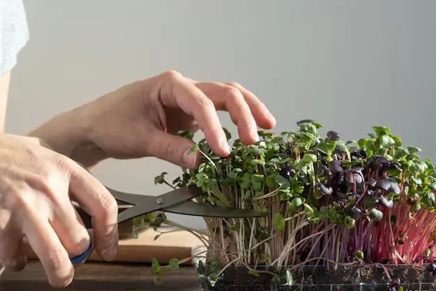 The Complete Guide to Growing Hydroponic Microgreens at Home 7 Hydroponic Microgreens