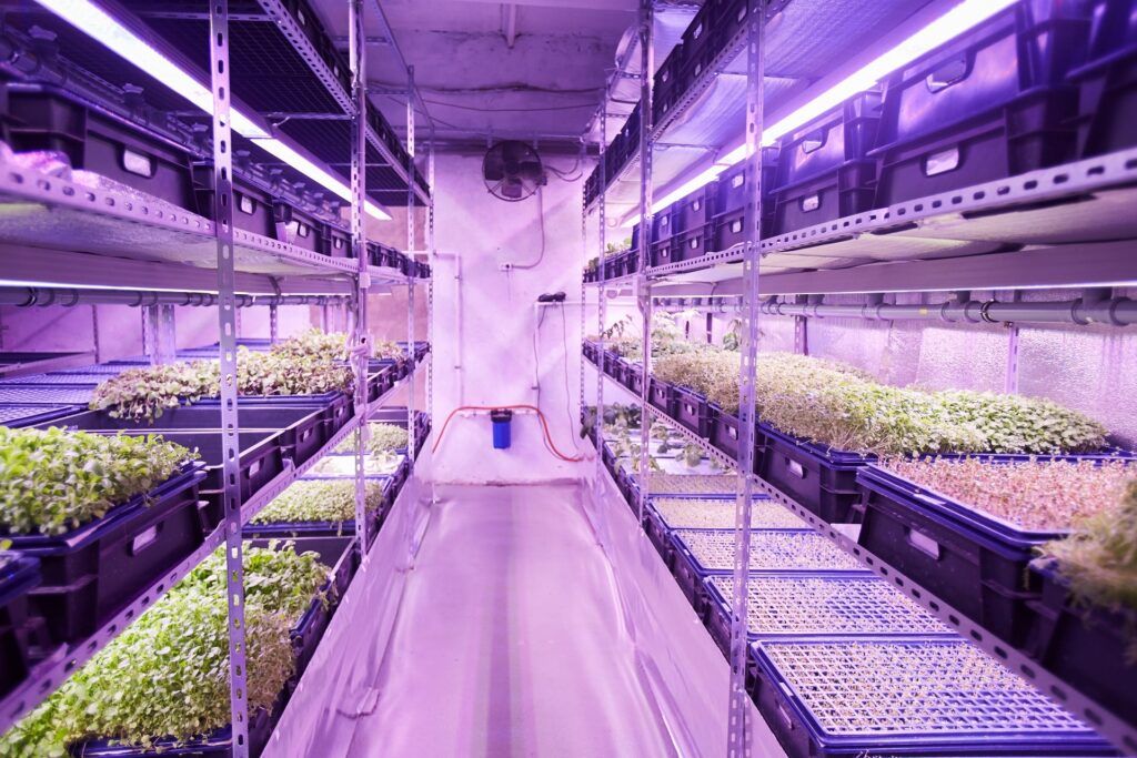 Microgreens Mold