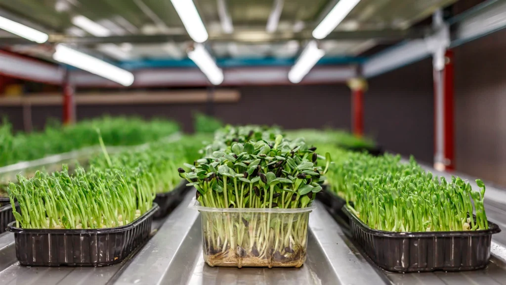 The Complete Guide to Growing Sunflower Microgreens: From Seed to Harvest in 10 Days 8 grow light sunflower microgreens