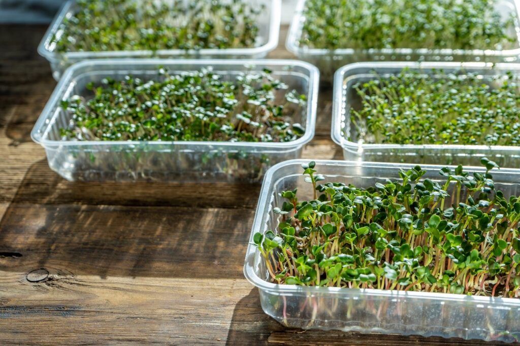 Microgreens Lighting: Everything You Need to Know for Perfect Indoor Growing 2 Microgreens Lighting