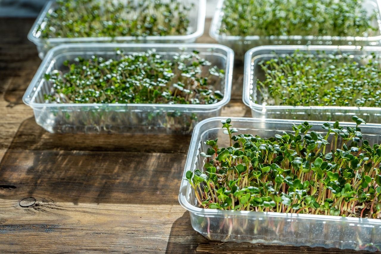 Urban Farming is Growing a Greener Future: Your Complete Guide to City Agriculture 8 Urban Farming is Growing a Greener Future