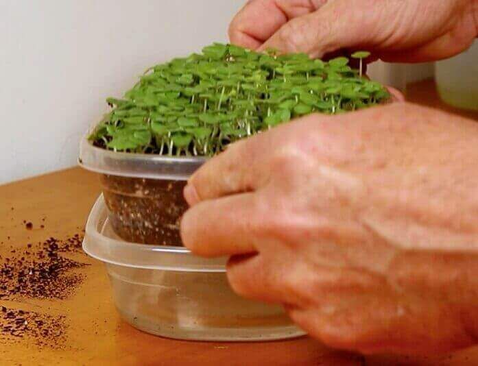 Microgreens Mold