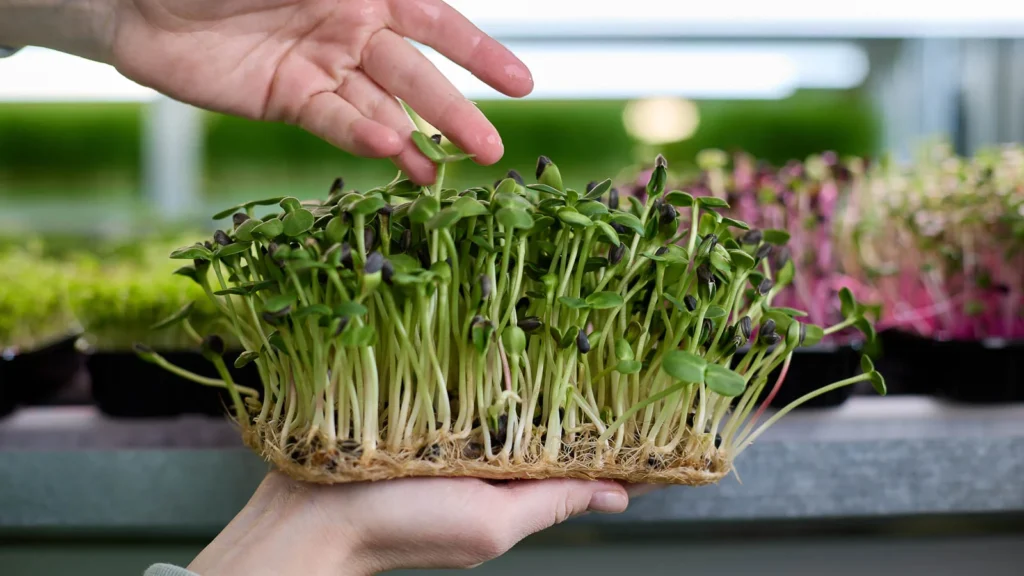 The Complete Guide to Growing Sunflower Microgreens: From Seed to Harvest in 10 Days 4 hand holding sunflower microgreens