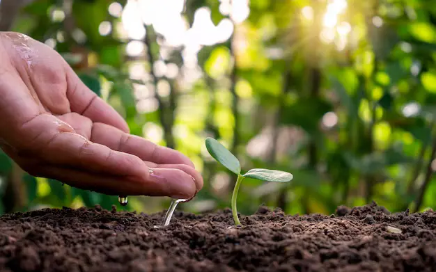 Why Gardening Is Good for Mental Health: The Science-Backed Guide to Therapeutic Horticulture 2 Gardening Is Good for Mental Health